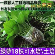 办公室盆栽绿萝四季常绿水培水培植物吸除室内苗花卉其他隆