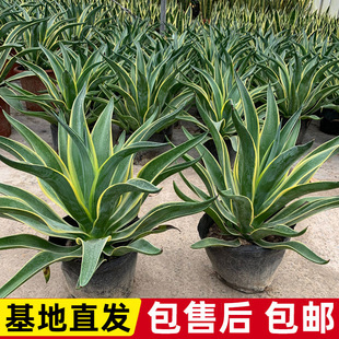 �����҃ȴ������ֲ����w�Ϙ�����ϡ��Ʒ�N�辰������B��