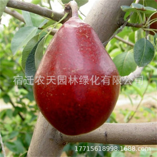 ���ּt����m�W�tһ̖�tơ����������m�ļ��̨���ԷNֲˮ��