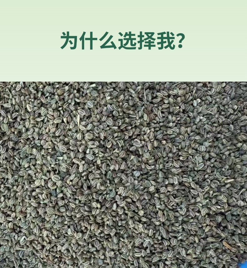 Celery Seed Clean Whole Dried Apium graveolens for Culinary Spice and Herbal Powder key features