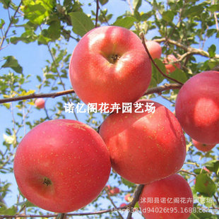 �|������������ϱ���ͥԺ���ԷNֲɳ�������Լ޽�С�O������Y��