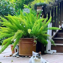 狼尾天门冬盆栽植物庭院花园阳台绿植四季常绿除观叶花镜花卉