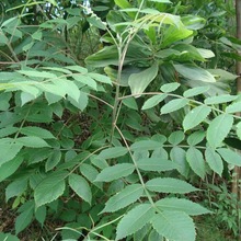 }wľN ԴNӄe屶ӷN ľľľNo·N