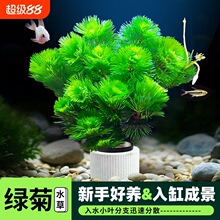 �G��ˮ��ֲ����ˮ����~��ˮ���쾰��Բݸ������к󾰑����ײ�