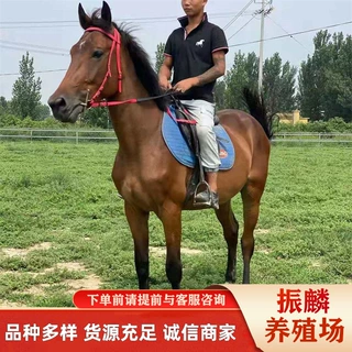 哪里有卖阿拉伯马 婚庆马 骑乘马 照相的马 半血马 纯血马