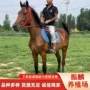 婚庆照相阿拉伯马