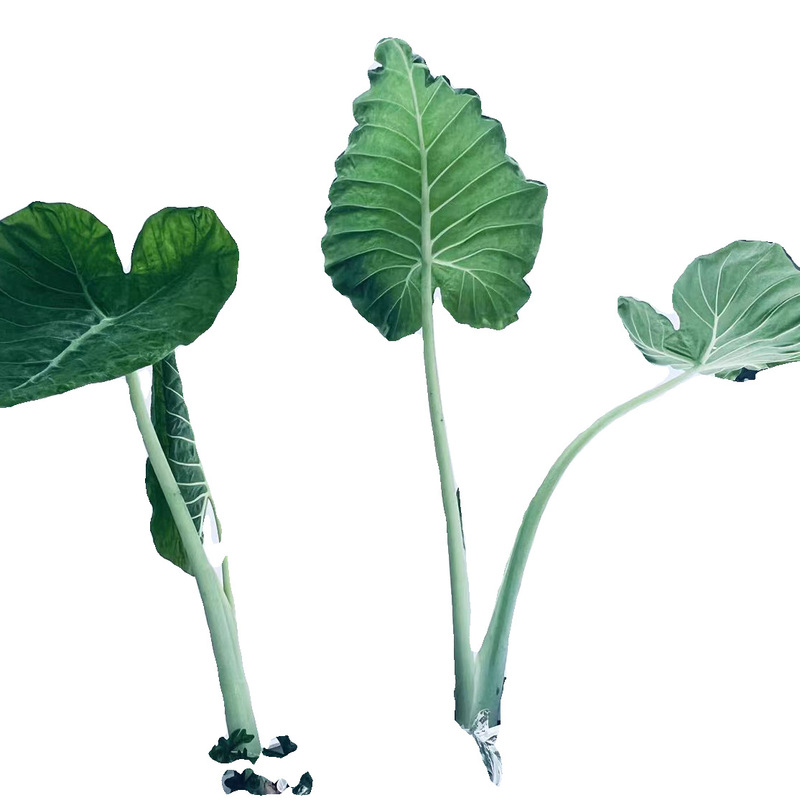 象耳タロイモ 大野タロイモ 大型屋内緑植物 リビングルーム 大葉鉢植え 中庭葉植物 非滴下観音|undefined