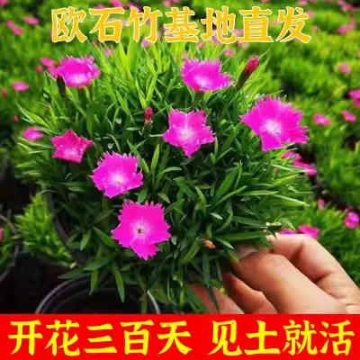 Рассада цветов диантуса, цветы диантуса с бутонами, четырехсезонный газон, уличный газон, легко живущие морозостойкие растения, длительный период цветения во дворе.