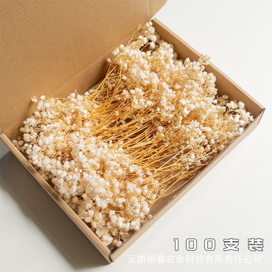 노란 줄기 하얀 안개꽃 100개들이 상자