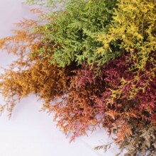 ˲ϸɻ˹b֦֦ݹSl