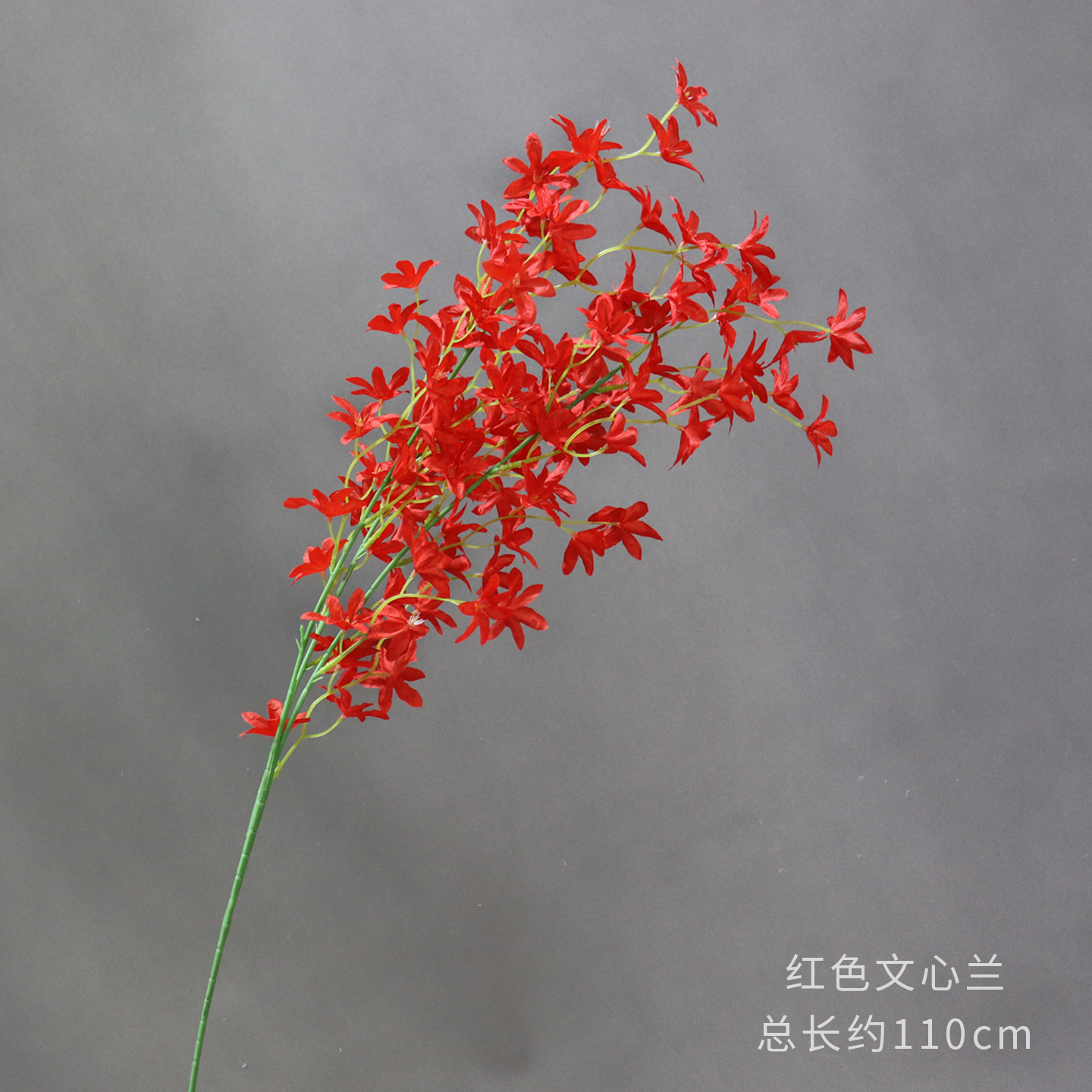 빨간 온시디움의 가지