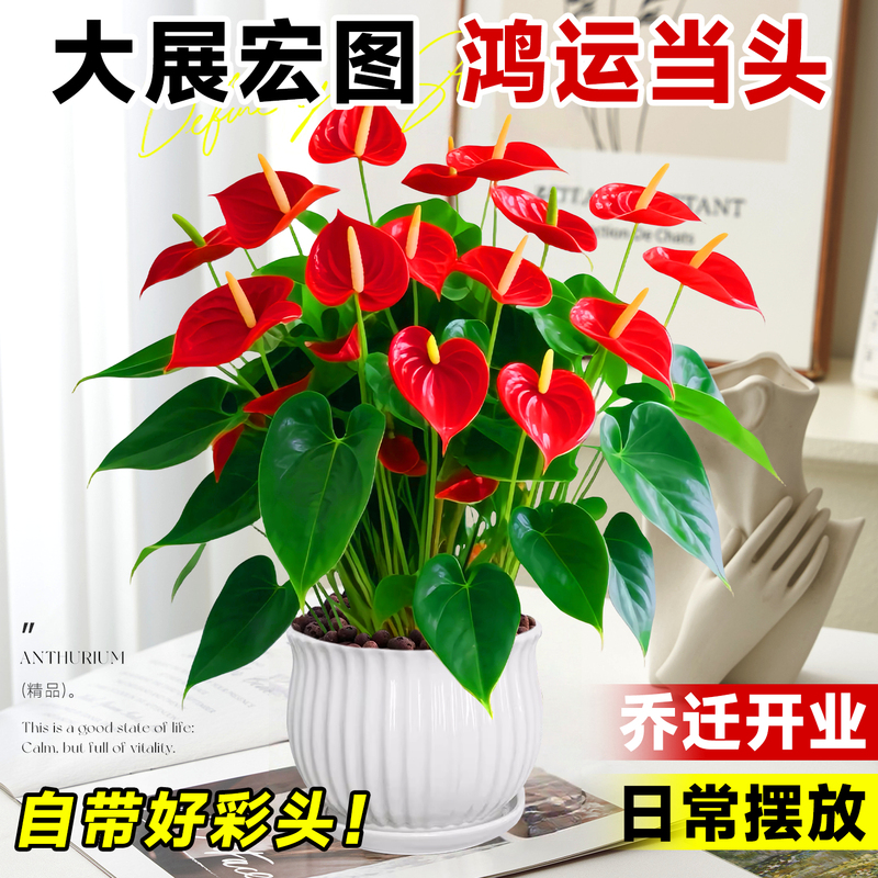 Extra-Large Red Anthurium Potted Plant with Large Flowers and Large Leaves, Suitable for Living Room Greenery, Indoor Plants, Office Desktop Flowers