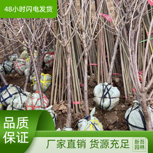 樱桃树苗车厘子嫁接苗地栽大棵苗4-6公分粗原土球发货南北方种植