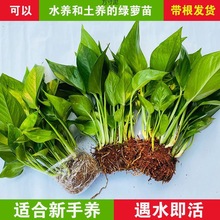 ˮ��G�}��ˮ�B�����҃���������͏d�������B�����ֲ��Gֲ�G�}