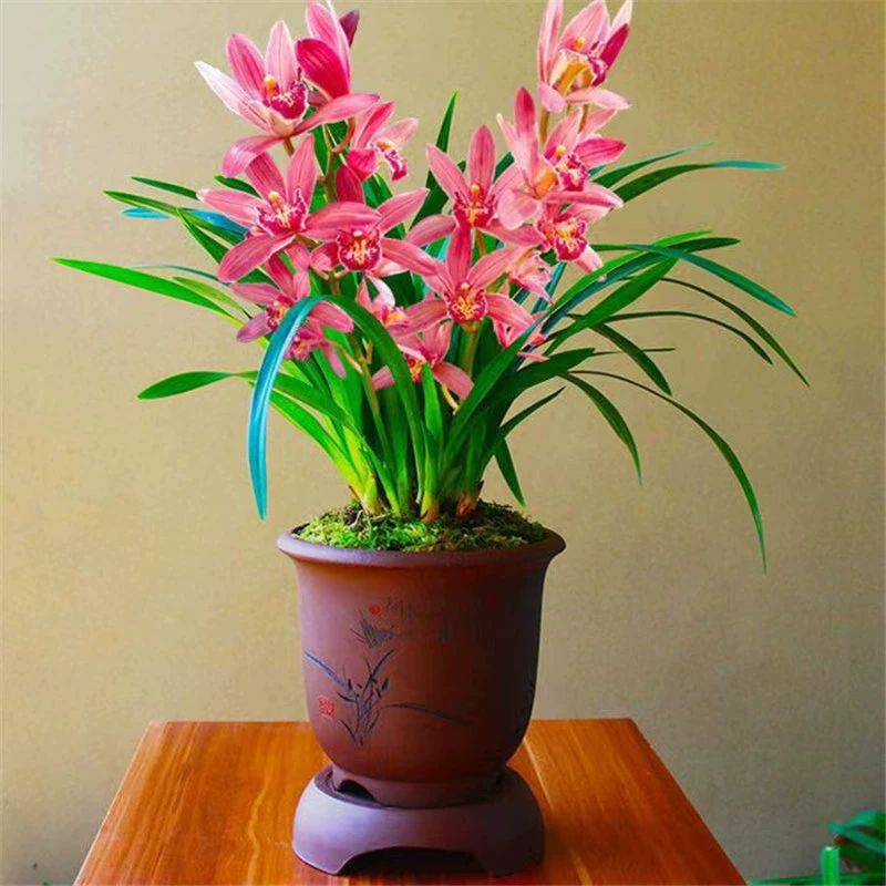 Рассада орхидеи, Four Seasons, Красная Орхидея, Двойное счастье, Красный генерал, Новогодние цветы, Сильный аромат, Хорошее повышение, Комнатные цветы на балконе, Зеленые растения, Оригинальные растения в горшке