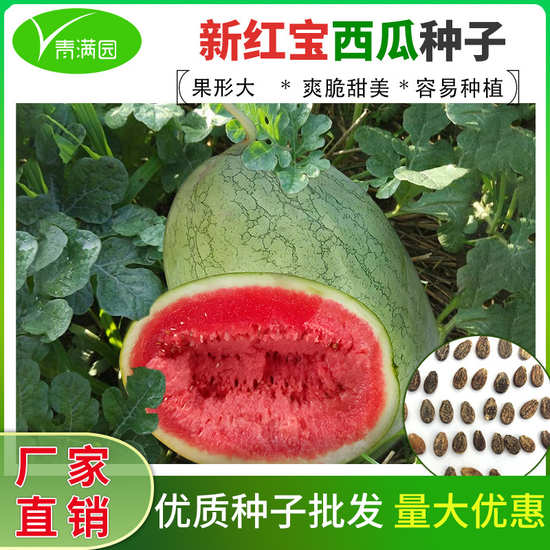 批发新红宝西瓜种子籽绿皮大果少籽含糖量高春季四季巨型西瓜种孑