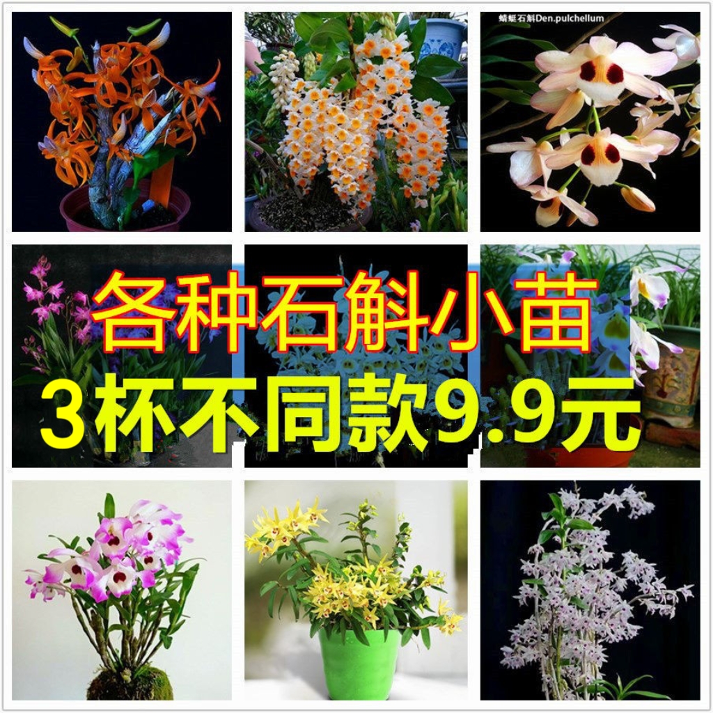 石斛苗组合铁皮石斛盆栽鼓槌球花叠鞘报春金钗天宫春石斛兰花卉绿