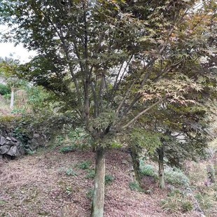 ���ش������l�t��D1-30������ë���t�輧�ձ��t��������