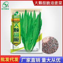 大颗甜脆油麦菜种子阳台盆栽甜麦菜种籽耐热广东油麦菜种孑蔬菜籽