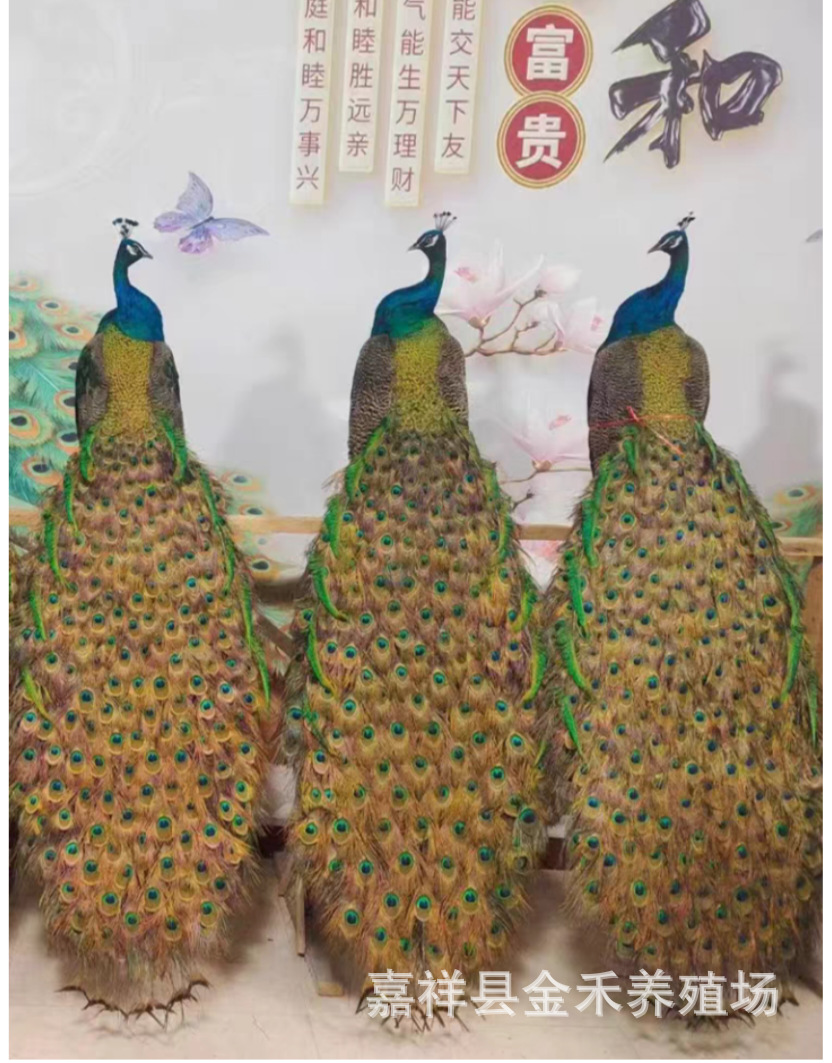 微信图片_20250414112621