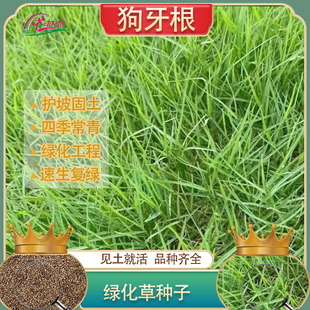 Evergreen Greening Slope Protection Slope Greening Project All Year Round Bermudagrass Seeds Fast-Growing Grass Seeds Dwarf Bermudagrass Seeds