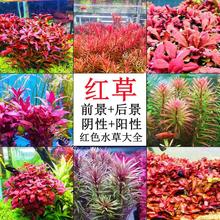 红色水草系列红草阴性紫红玫瑰血红宫廷水下叶鱼缸造景植物真草竹