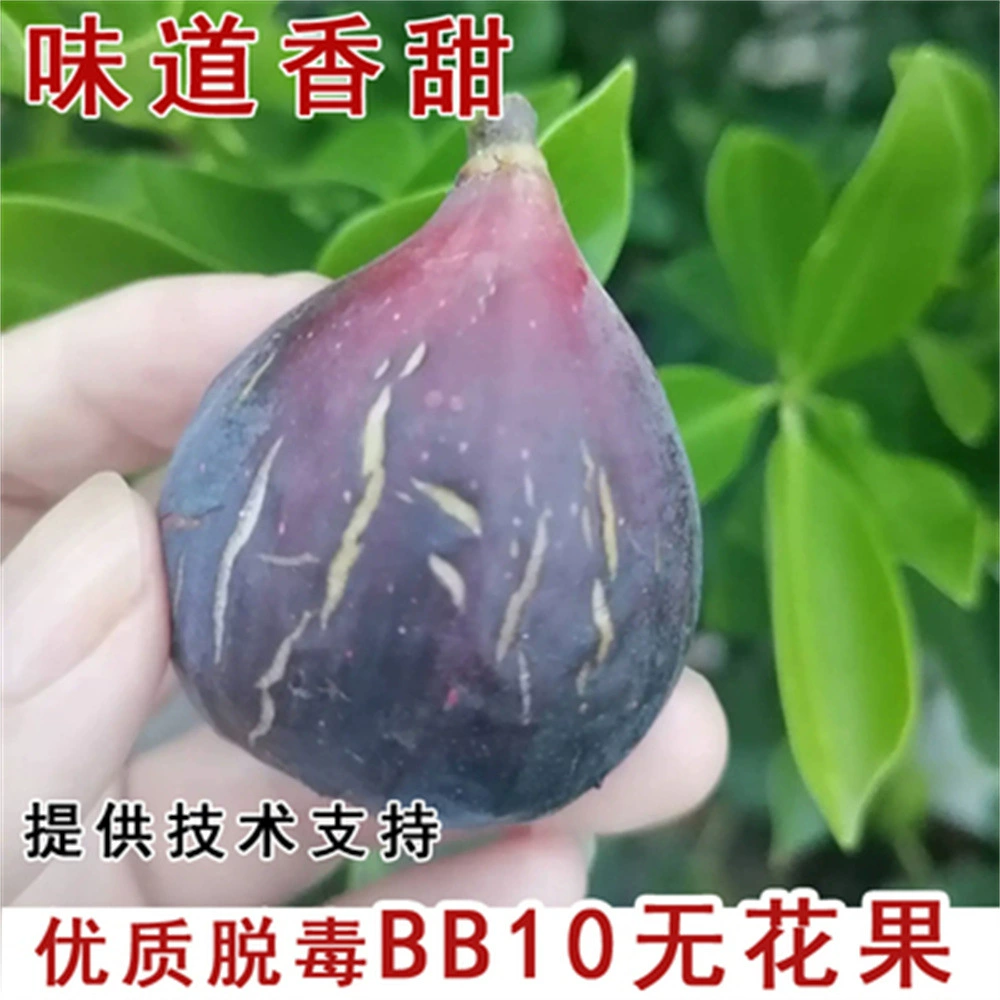 Рис Рассада Очень большая Huangshankou Heishankou Япония Фиолетовая фруктовая рассада Посадка на севере и юге текущего года