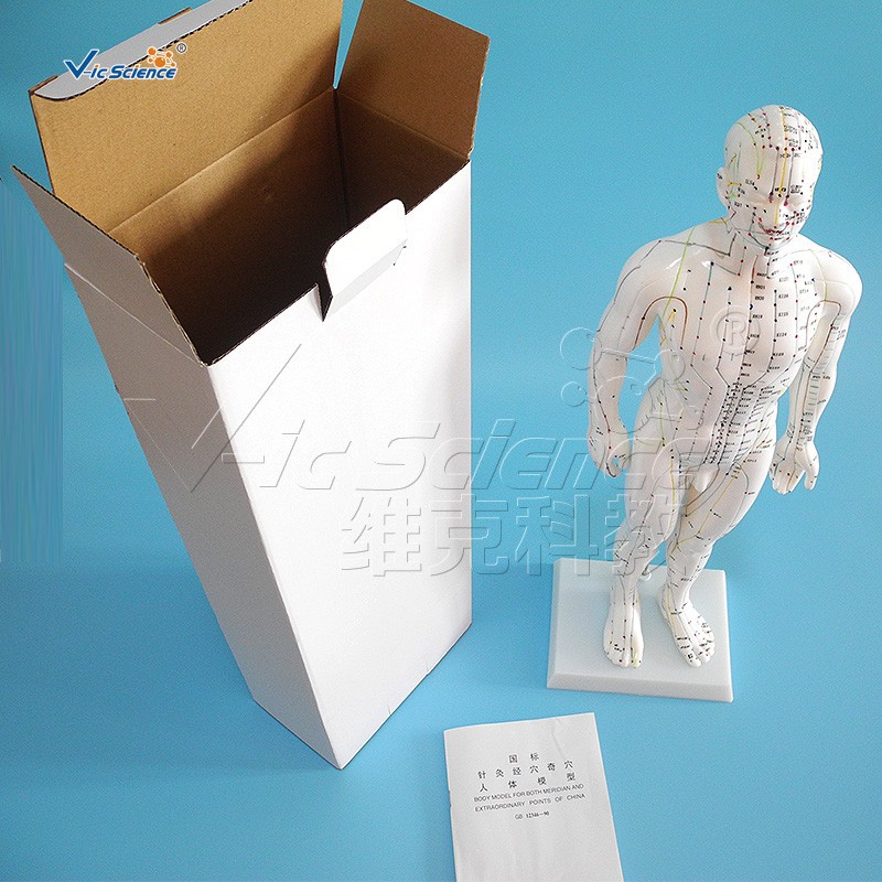 50CM人体针灸模型 中文 英文 医学教学器材