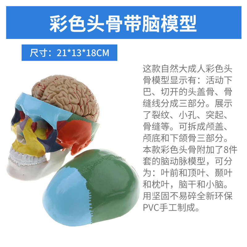 1 a 1 cabeza cráneo humano natural grande adulto cráneo enseñanza médica belleza cráneo modelo