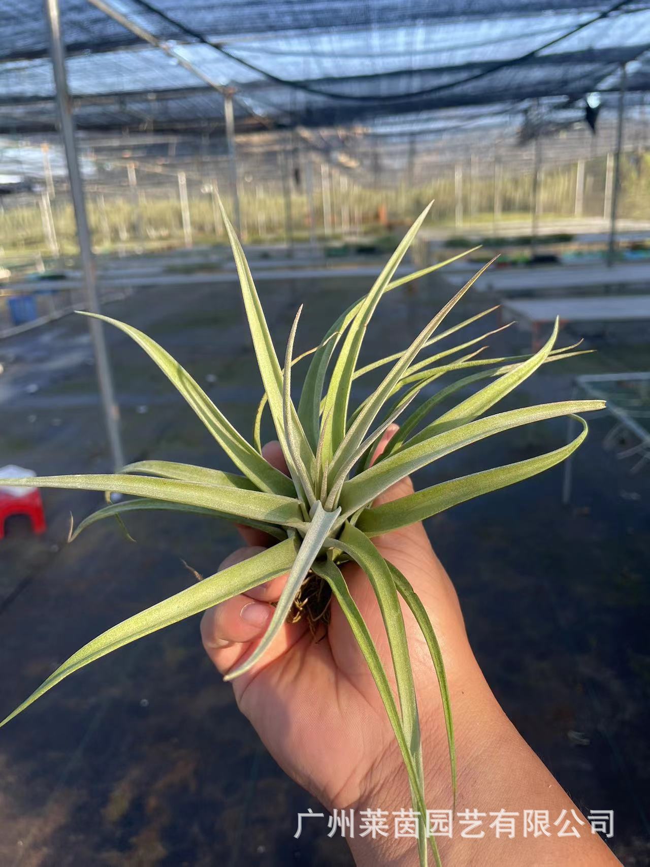 Champagne × empty coke 10-15cm