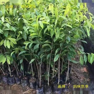 ��̴���z�ľ�����̫���S̴�E���10С�~�w�b�����M�ڳ������