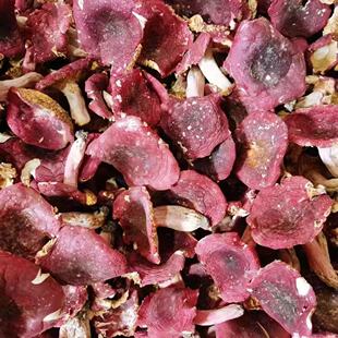 ����خa�t����؛ɢ�b���l ʳ�ô�t���t���Ҝ�ʳ�����l�ͶY��Ʒ