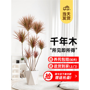 �߲��Fǧ��ľ�҃ȴ�����Gֲ��Ѫ�����Կ͏d�k�����Rβ�F�辰ֲ��