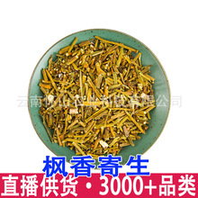 枫香寄生螃蟹夹桐树寄生非桑寄生扁枝槲寄生 批发