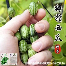 拇指西瓜种子大全迷你拇指水果西瓜种籽原装种子大全批发代发