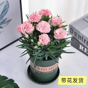 Carnation Potted Plant with Buds, Large Flowers Blooming in All Seasons, Indoor Balcony Carnation Flower Seedlings, Easy to Grow Green Plants and Flower Gifts