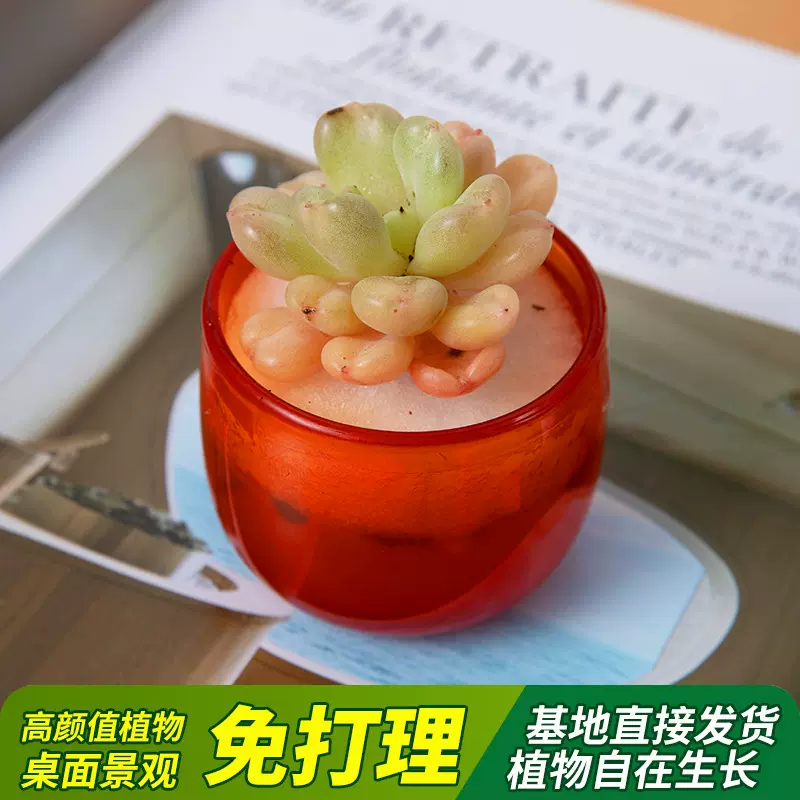 象牙玉珠东云多肉植物杂交肉肉办公桌盆栽室内小花盆多肉陶瓷盆栽