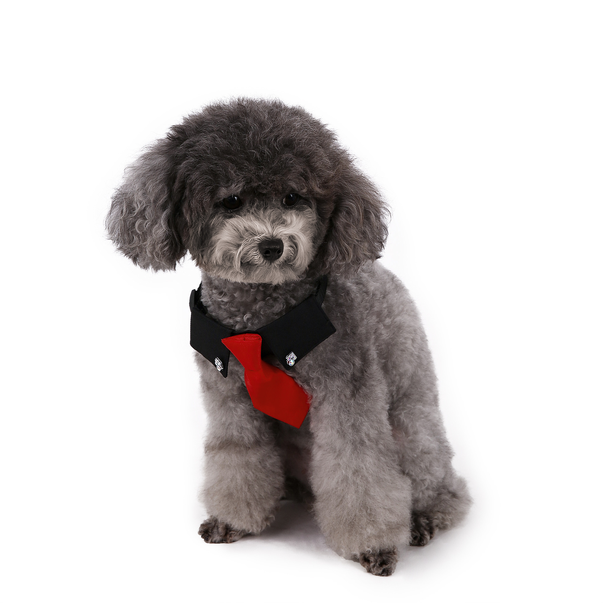 Perro transfronterizo estilo británico guapo traje de boda ropa de perro corbata collar decoración al por mayor