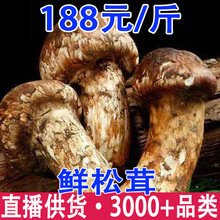 鲜松茸2025年香格里拉新鲜松茸现货批发顺丰冷链空运包邮发货