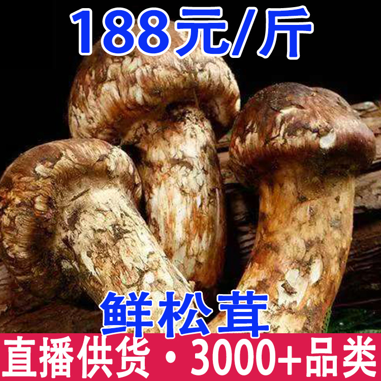 鲜松茸2025年香格里拉新鲜松茸现货批发顺丰冷链空运包邮发货