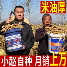 山西黄小米粮食小黄米油脂2023年新小米粥小黄米新米5斤小米杂粮
