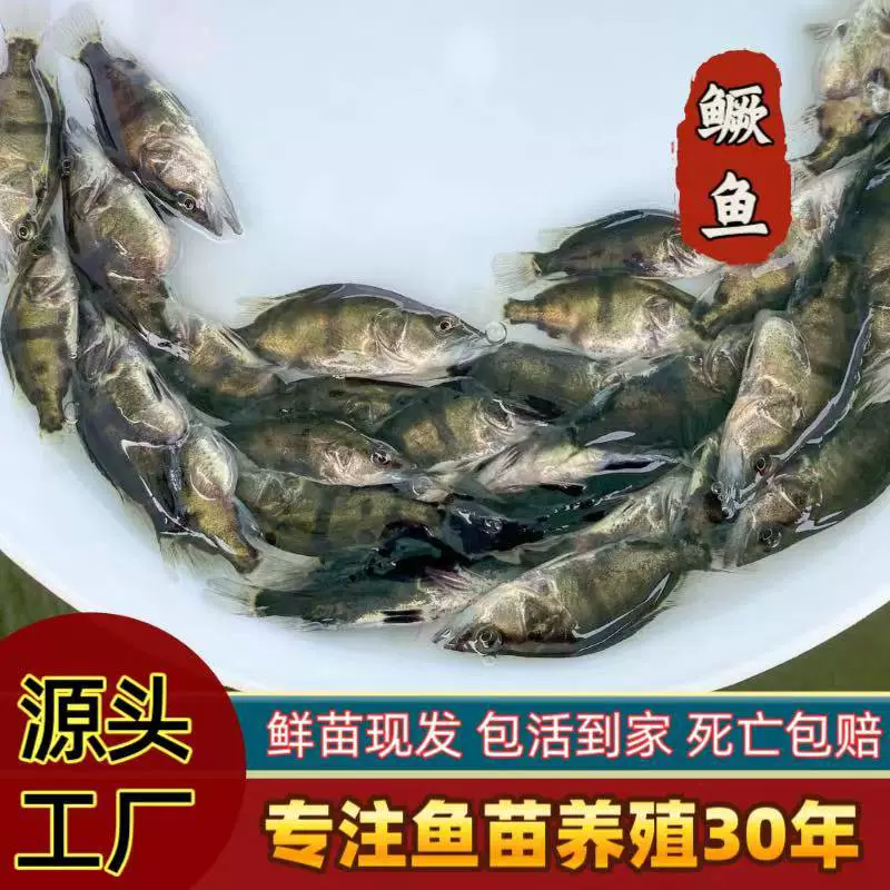 Инкубированные молодцы пресноводных рыб, декоративные рыбы, кои, холодноводные рыбы, мелкие пресноводные рыбы, легко выращивать, долговечные, высококачественные молодцы мандаринок