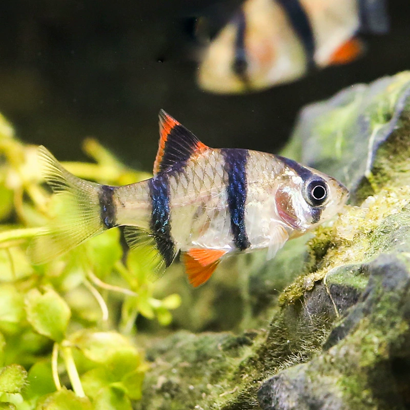 Золотая кожа тигра Маленькая тропическая рыба Декоративная рыба Три кожи тигра Рыба Жить домашнее животное