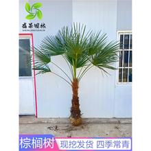 棕榈树苗棕树苗盆栽蒲葵树扇子树苗别墅绿化苗木庭院四季常青植物