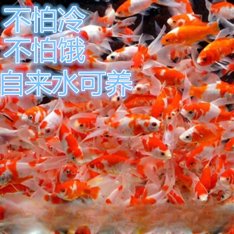 Small goldfish wholesale live fish ornamental fish small wholesale koi carp three-color red and white head entry resistance generation hair