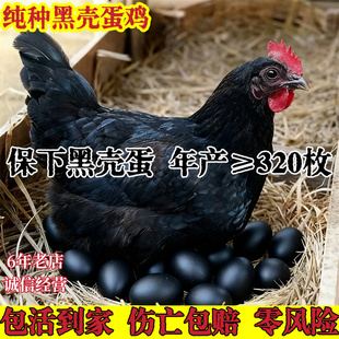 ���l�ºښ����u�����ºښ������u������u�������u����ښ���С�u