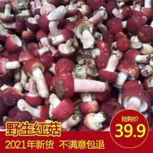 新货野生正宗小红菇干货包邮红蘑菇非香菇广西云南福建红姑红椎菌