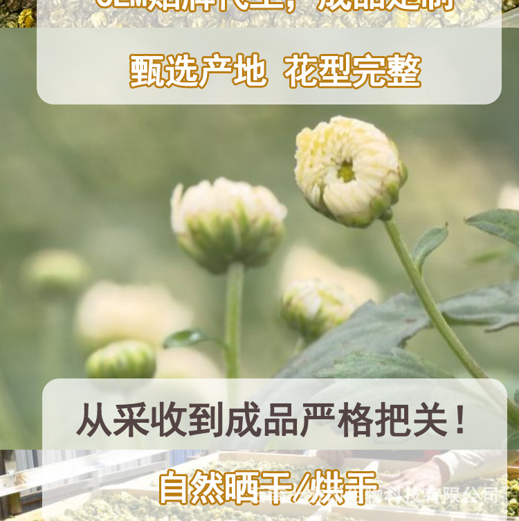 Dried Chrysanthemum Flower Buds Tai Ju Loose Herbal Tea 1kg Whole Flower Heads specifications