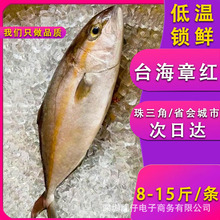 海钓船冻章红鱼鰤鱼红甘鱼油柑鱼海鲜刺身料理寿司自助餐鱼类