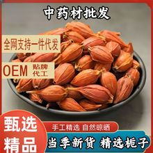 栀子中药材新货野生菊苣栀子花卤肉上色商用新货黄栀子野生山栀子